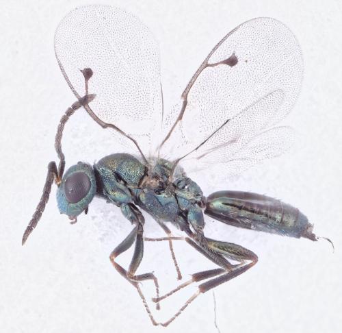 Réf. 279 797 : Dinotoides tenebricus